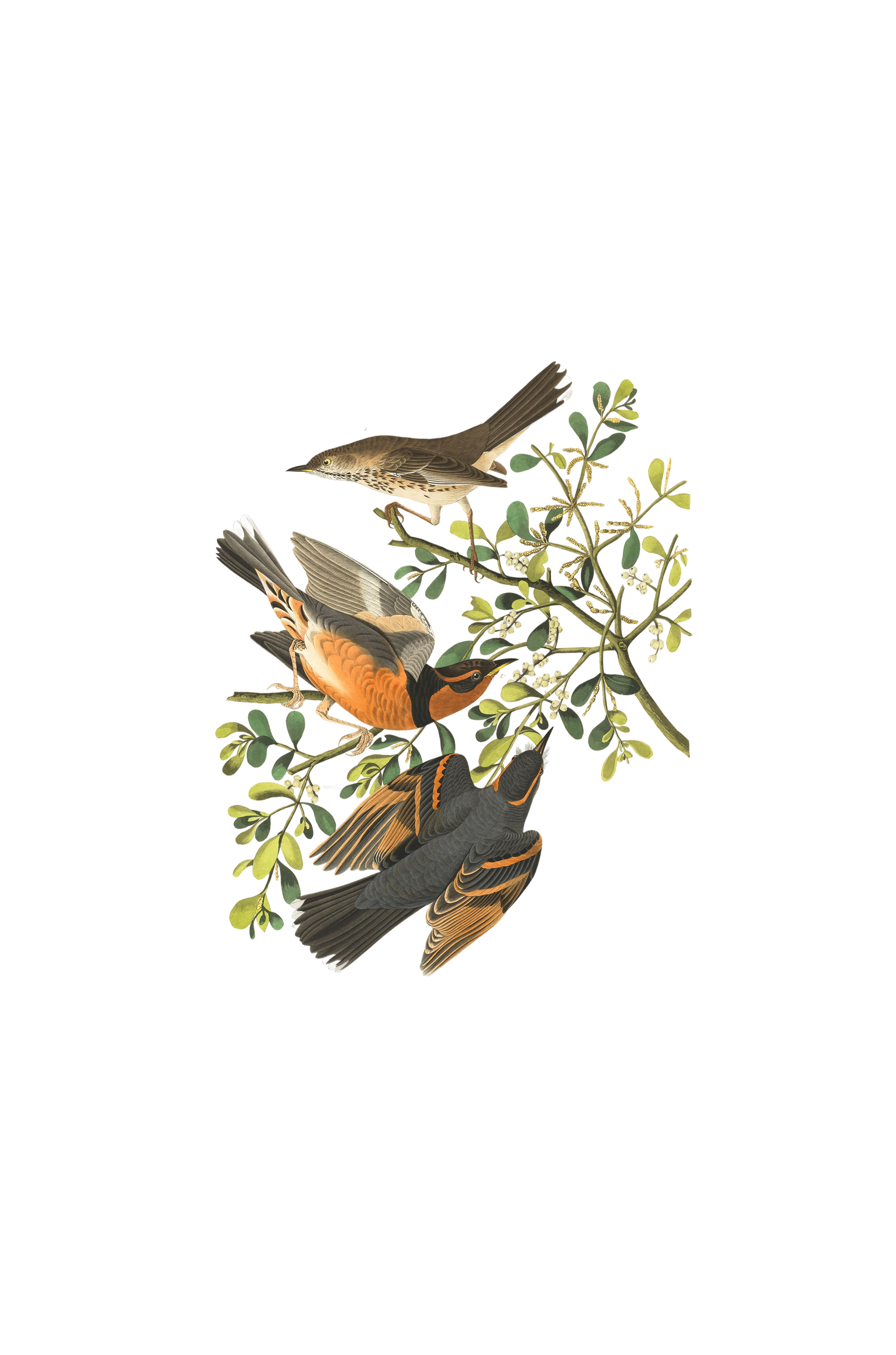 Illustration